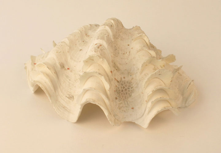 Fluted giant clam shell - Stock Image - F012/1076 - Science Photo Library