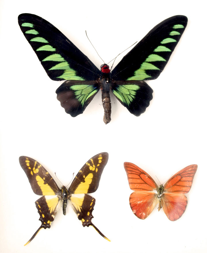 Exotic Butterflies